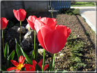 foto Tulipani
